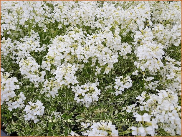 Arabis ferdinandi-coburgii 'Variegata' | Randjesbloem | Mazedonische Gänsekresse