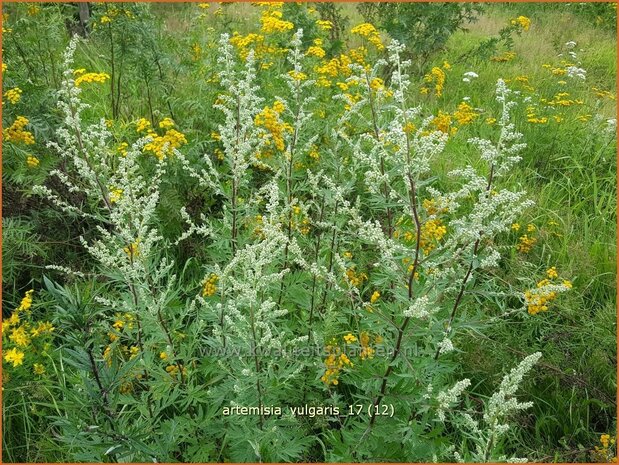 Artemisia vulgaris | Bijvoet, Alsem | Gewöhnlicher Beifuß