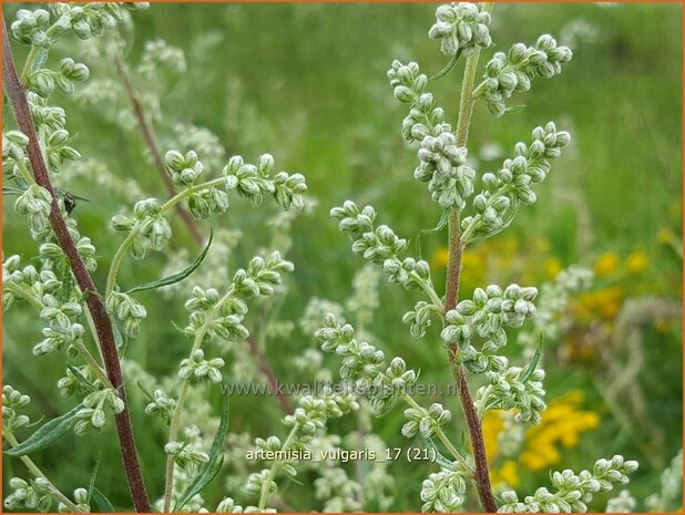 Artemisia vulgaris | Bijvoet, Alsem | Gewöhnlicher Beifuß