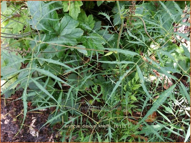 Aruncus dioicus 'Kneiffii' | Geitenbaard | Hoher Wald-Geißbart