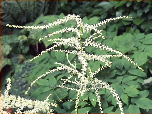 Aruncus dioicus 'Kneiffii' | Geitenbaard | Hoher Wald-Geißbart