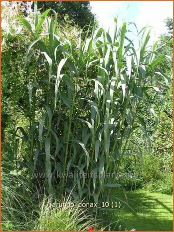 Arundo donax | Pijlriet, Reuzenriet | Pfahlrohr