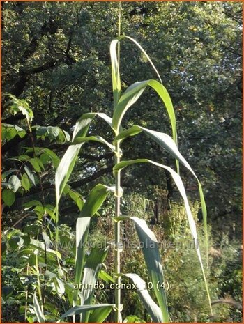 Arundo donax | Pijlriet, Reuzenriet | Pfahlrohr