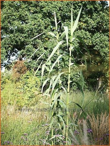 Arundo donax | Pijlriet, Reuzenriet | Pfahlrohr