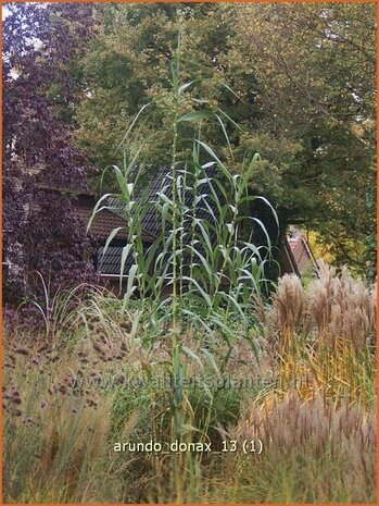Arundo donax | Pijlriet, Reuzenriet | Pfahlrohr