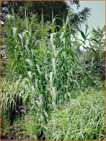 Arundo donax | Pijlriet, Reuzenriet | Pfahlrohr