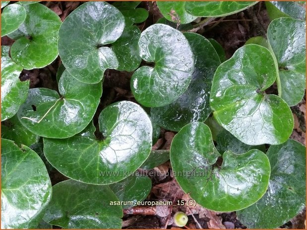 Asarum europaeum | Mansoor, Hazelwortel, Wilde gember | Gewöhnliche Haselwurz