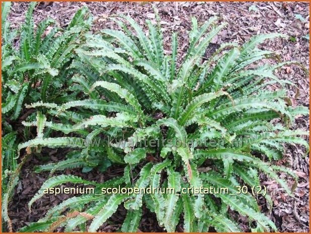 Asplenium scolopendrium 'Cristatum' | Tongvaren, Streepvaren | Hirschzungenfarn