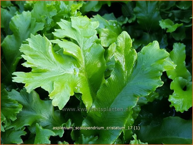 Asplenium scolopendrium 'Cristatum' | Tongvaren, Streepvaren | Hirschzungenfarn