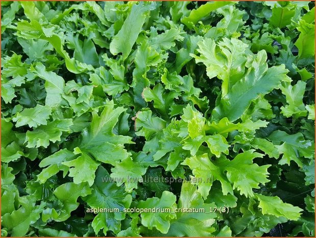 Asplenium scolopendrium 'Cristatum' | Tongvaren, Streepvaren | Hirschzungenfarn