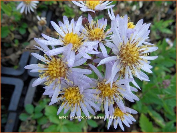 Aster ageratoides 'Asran' | Aster | Ageratum-ähnliche Aster