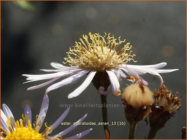 Aster ageratoides 'Asran' | Aster | Ageratum-ähnliche Aster