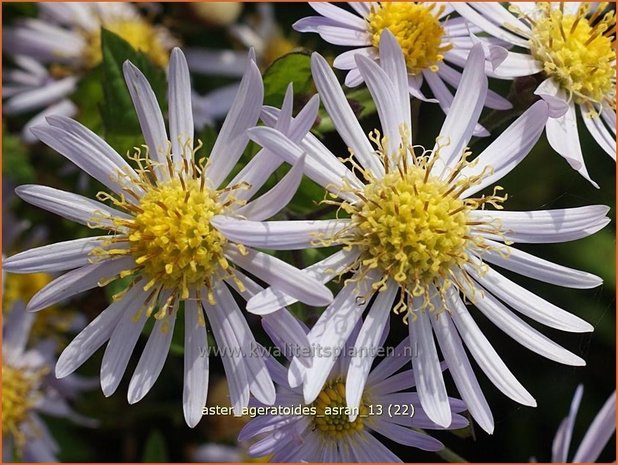 Aster ageratoides 'Asran' | Aster | Ageratum-ähnliche Aster