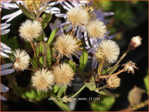 Aster ageratoides 'Asran' | Aster | Ageratum-ähnliche Aster