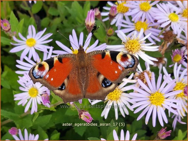 Aster ageratoides 'Asran' | Aster | Ageratum-ähnliche Aster