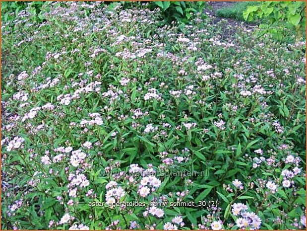 Aster ageratoides 'Harry Schmidt' | Aster