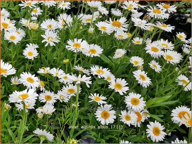 Aster alpinus 'Albus' | Alpenaster, Aster | Alpenaster