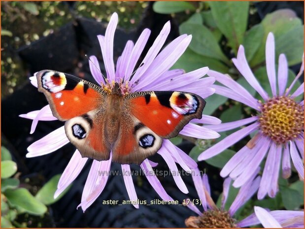 Aster amellus 'Silbersee' | Bergaster, Aster | Bergaster