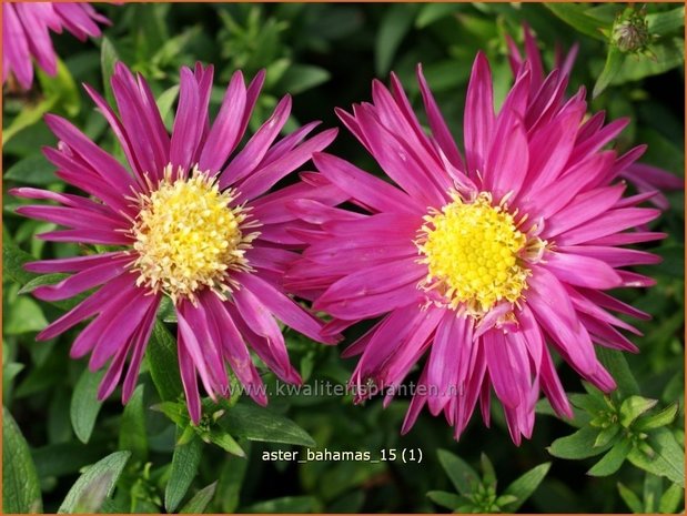 Aster 'Bahamas' | Aster | Aster