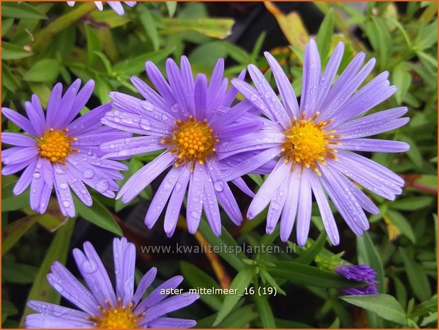 Aster 'Mittelmeer' | Aster | Aster