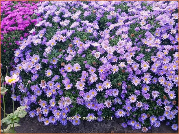 Aster 'Mittelmeer' | Aster | Aster