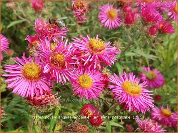 Aster novae-angliae 'Andenken an Alma Pötschke' | Nieuw-Engelse aster, Herfstaster, Aster | Raublatt-Aster