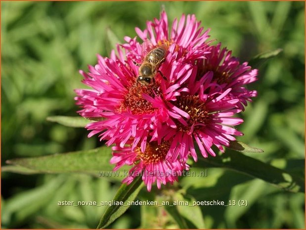 Aster novae-angliae 'Andenken an Alma Pötschke' | Nieuw-Engelse aster, Herfstaster, Aster | Raublatt-Aster