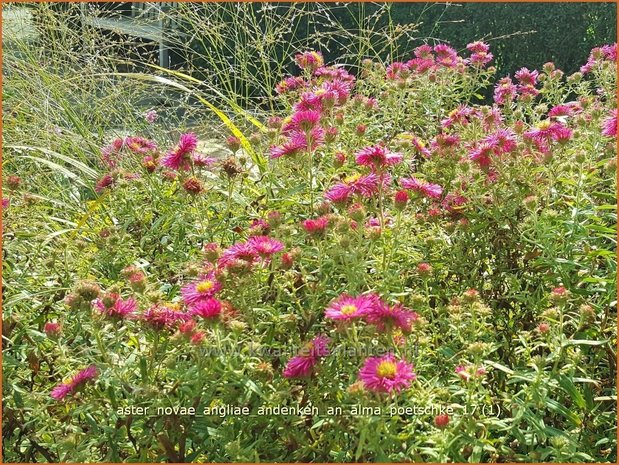 Aster novae-angliae 'Andenken an Alma Pötschke' | Nieuw-Engelse aster, Herfstaster, Aster | Raublatt-Aster