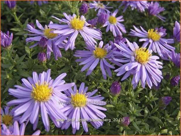 Aster 'Prof. Anton Kippenberg' | Aster | Aster