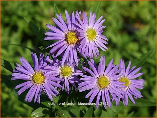 Aster 'Prof. Anton Kippenberg' | Aster | Aster