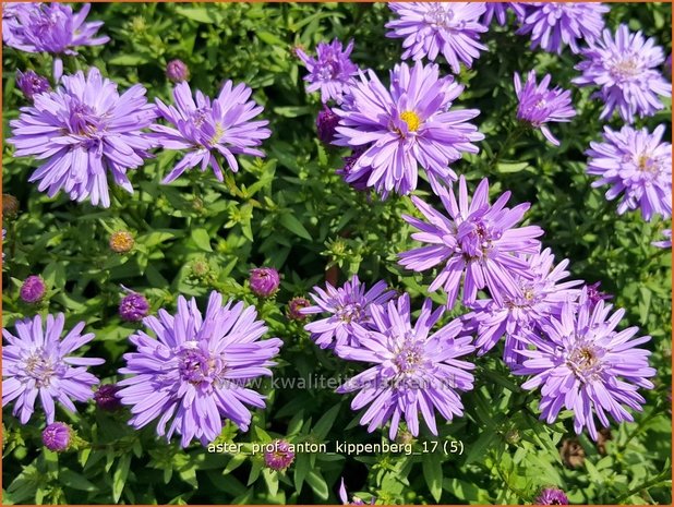 Aster 'Prof. Anton Kippenberg' | Aster | Aster