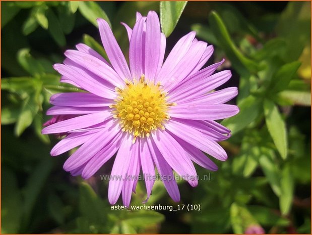 Aster 'Wachsenburg' | Aster | Aster