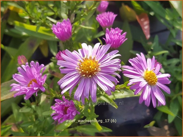 Aster 'Wachsenburg' | Aster | Aster