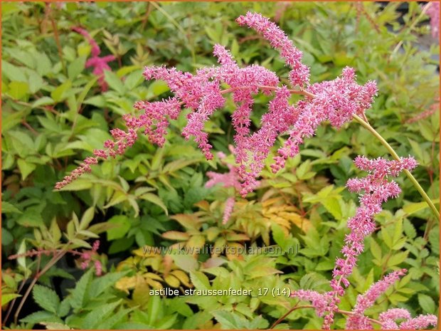 Astilbe 'Straußenfeder' | Pluimspirea, Spirea | Prachtspiere