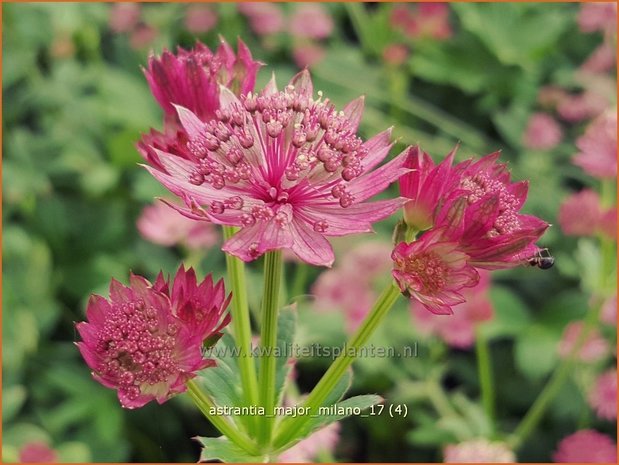 Astrantia major 'Milano' | Zeeuws knoopje, Groot sterrenscherm | Große Sterndolde