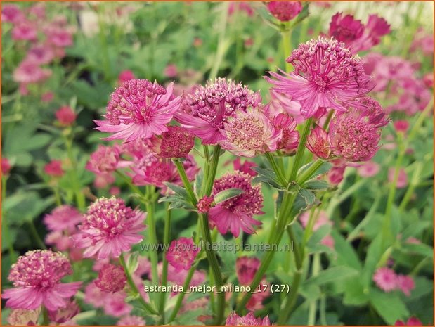 Astrantia major 'Milano' | Zeeuws knoopje, Groot sterrenscherm | Große Sterndolde