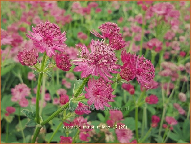 Astrantia major 'Milano' | Zeeuws knoopje, Groot sterrenscherm | Große Sterndolde