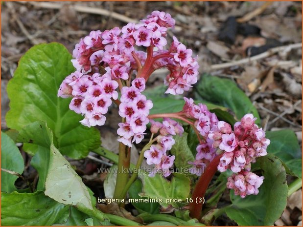 Bergenia 'Memelinks Pride' | Schoenlappersplant, Olifantsoor | Bergenie