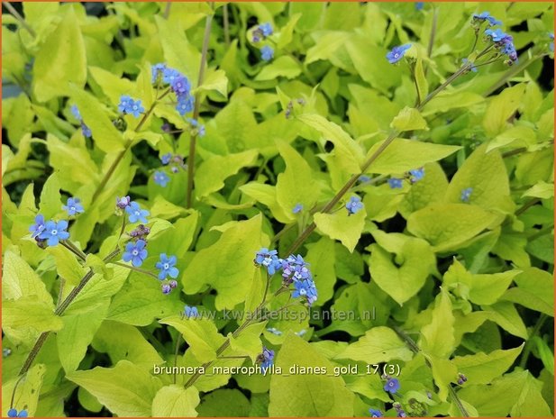 Brunnera macrophylla 'Diane's Gold' | Kaukasische vergeet-mij-nietje, Vast vergeet-mij-nietje | Kaukasusve