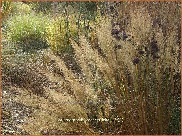 Calamagrostis brachytricha | Diamantgras, Struisriet | Diamant-Reitgras