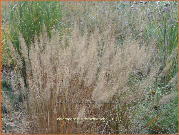 Calamagrostis brachytricha | Diamantgras, Struisriet | Diamant-Reitgras