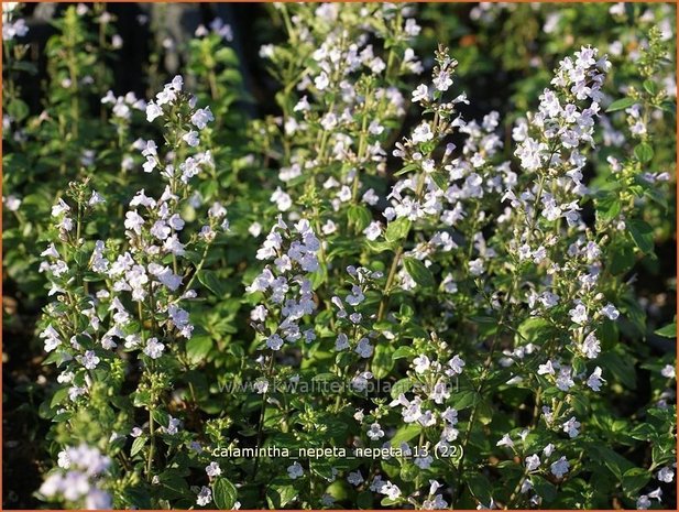 Calamintha nepeta | Bergsteentijm, Steentijm | Kleinblütige Bergminze