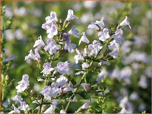 Calamintha nepeta | Bergsteentijm, Steentijm | Kleinblütige Bergminze