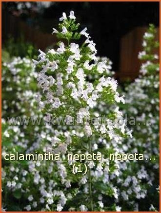 Calamintha nepeta | Bergsteentijm, Steentijm | Kleinblütige Bergminze