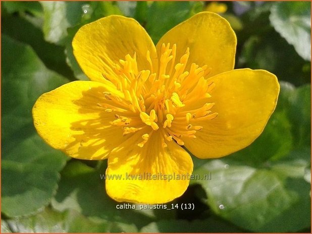 Caltha palustris | Dotterbloem | Sumpf-Dotterblume