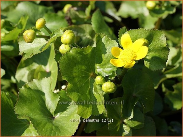 Caltha palustris | Dotterbloem | Sumpf-Dotterblume