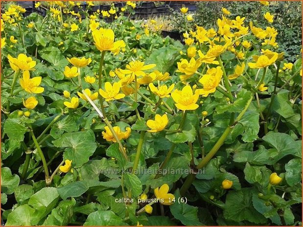 Caltha palustris | Dotterbloem | Sumpf-Dotterblume