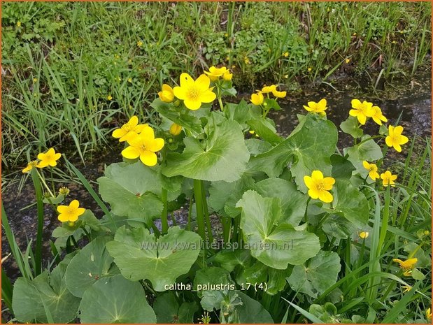 Caltha palustris | Dotterbloem | Sumpf-Dotterblume