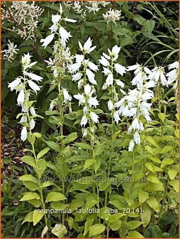 Campanula latifolia 'Alba' | Breed klokje, Klokjesbloem | Breitblättrige Wald-Glockenblume