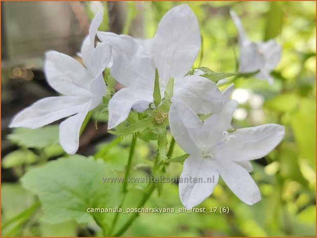 Campanula poscharskyana 'E.H. Frost' | Kruipklokje, Klokjesbloem | Hängepolster-Glockenblume